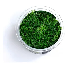 Akvariumo augalas Myriophyllum mattogrossense — 4 nuotrauka
