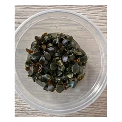 Akvariuminis augalas Bucephalandra brownie