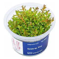 Akvariumo augalas Rotala sp. H'ra