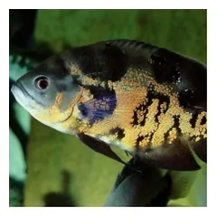 JBL ProNovo Cichlid Grano XL pašaras žuvims 1000 ml — 3 nuotrauka