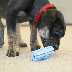 KONG Puppy Teething Stick žaislas kramtymui, dantų ir dantenų masažui, L dydis — 2 nuotrauka