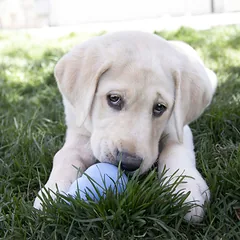 KONG Puppy XSmall žaislas šuniukams — 3 nuotrauka