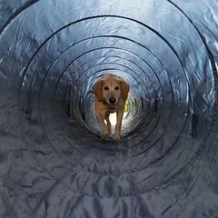 Trixie Agility tunelis, Ø 60 cm, Ilgis 5 m — 3 nuotrauka