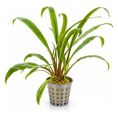 Cryptocoryne Retrospiralis