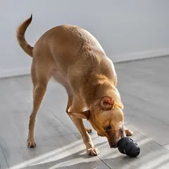 KONG Extreme žaislas šunims, Mažiems 5–10 kg — 2 nuotrauka