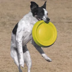 Starmark Easy Glider Durafoam Disc, žaislas šunims, Vidutiniams 11–25 kg — 3 nuotrauka