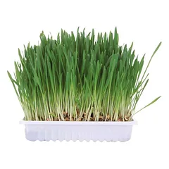 Trixie Small Animal Grass kačių žolė, 100 g