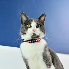 Dashi Stripes Red & Blue Katės Antkaklis - raudonai ir mėlynai dryžuotas antkaklis katėms — 2 nuotrauka