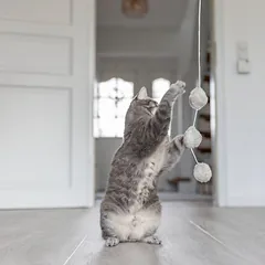 Trixie Spielangel Bälle mit Katzenminze