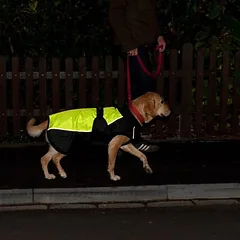 zooplus Exclusive paltukas šunims Illume Nite Neon, Labai dideliems > 45 kg — 5 nuotrauka