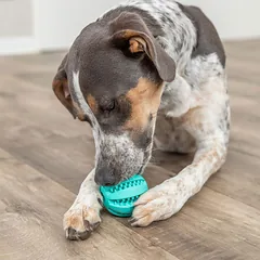 Trixie Denta Fun kamuoliukas šunims, masažuoja dantenas, mėtų skonio, įv. dydžių