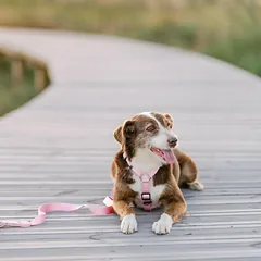 Dashi Solid Back Harness Baby Pink - reguliuojamas apsauginis diržas šunims, šviesiai rožinė — 2 nuotrauka