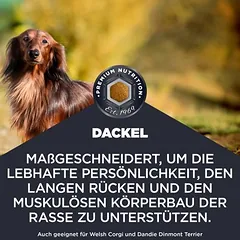Eukanuba Adult Breed Care Dachshund, sausas maistas šunims, 3 - 4,9 kg — 2 nuotrauka