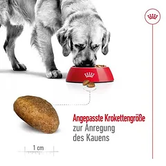 Royal Canin Maxi Adult sausas maistas šunims, > 10 kg — 5 nuotrauka