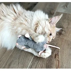 AUMÜLLER Žiurkė CEDRIC su valerijonu, šlamantis žaislas katei, pliušinis, 13 cm — 4 nuotrauka