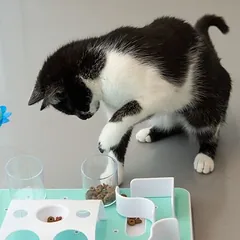 zooplus Exclusive žaislas katėms Slo-Mo žaidimų lenta, Dideliems > 5 kg — 3 nuotrauka