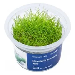 Akvariumo augalas Eleocharis acicularis Mini parduotuvėje akvanamai.lt
