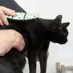kooa 2 viename kačių priežiūros kampelis, Dideliems > 5 kg — 2 nuotrauka