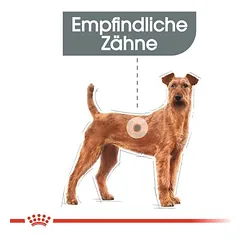 Royal Canin CCN Dental Care Medium sausas maistas šunims — 4 nuotrauka