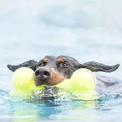 KONG Air Squeaker Bone didelio dydžio žaislas kaulas šunims su cypiančiu elementu — 3 nuotrauka