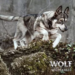  12 + 2 kg gratis! 14 kg Wolf of Wilderness - getreidefreie Rezeptur