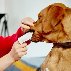 Vet's Best® Clean dantų valymo servetėlės, 50 servetėlių — 2 nuotrauka