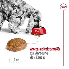 Royal Canin Medium Adult 7+ sausas maistas šunims, > 10 kg — 5 nuotrauka
