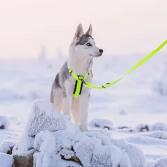 Rukka® Form Neon petnešos, geltonos, Dydis L: 80–130 cm krūtinės apimtis, 40 mm pločio — 5 nuotrauka