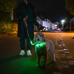 Nomad Tales Spirit USB LED pavadėlio ilgintuvas, neoninis geltonas ir pilkas, Vidutiniams 11–25 kg — 2 nuotrauka