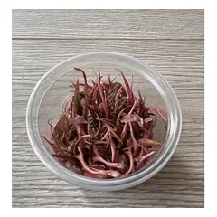 Akvariuminis augalas Cryptocoryne flamingo