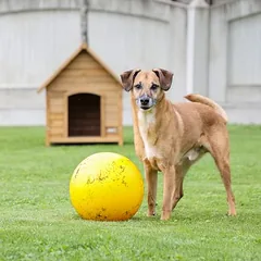 Kerbl Pet žaidimo kamuoliukas šunims, Dideliems 26–45 kg — 2 nuotrauka