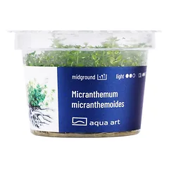 Akvariumo augalas Micranthemum micranthemoides — 3 nuotrauka