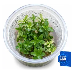 Hygrophila polisperma white inv