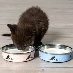Karlie dubenėlis katėms Ascar, 160 ml, Ø 10 cm, rožinė — 2 nuotrauka