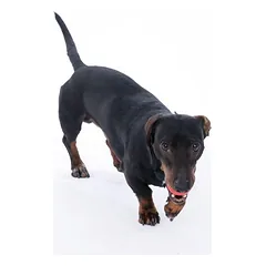 zooplus Basics guminiai kamuoliukai šunims, 3 vnt. (Ø 5 cm) — 3 nuotrauka