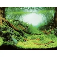 AQUA NOVA fonas augalai/vandenynas 100x50cm — 2 nuotrauka