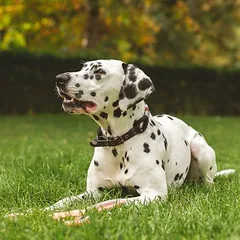 Nomad Tales Spirit antkaklis šunims, ebony, Mažiems 5–10 kg — 2 nuotrauka