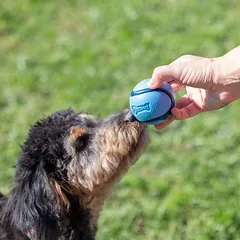 Chuckit! Sniff Fetch uostomi kamuoliukai tūboje, žaislas šunims, Vidutiniams 11–25 kg — 5 nuotrauka