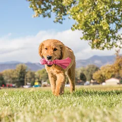 KONG wubba puppy žaislas šuniukams su cypsiuku — 3 nuotrauka