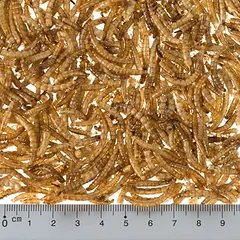 Lillebro džiovinti miltiniai vabalai, lesalas paukščiams, 2 x 500 g — 4 nuotrauka