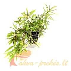 Pogostemon stellata