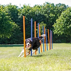 Trixie Agility Slalomas 3×115 cm