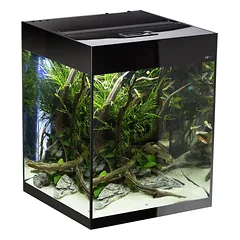 Stačiakampis akvariumas