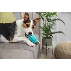 Trixie Denta Fun regbio kamuolys 11 cm parduotuvėje Petz.lt