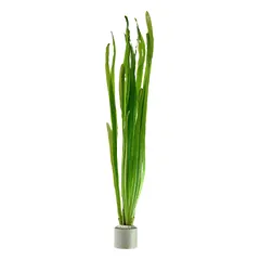 Vallisneria americana ‘Natans’