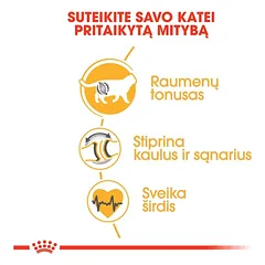 ROYAL CANIN British Shorthair sausas pašaras katėms, FBN 2kg — 5 nuotrauka