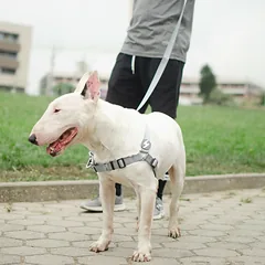Dashi Solid Front Harness Grey - Norvegiško stiliaus pakinktai šunims, neleidžiantys traukti, Szare / L — 2 nuotrauka