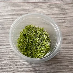 Akvariuminis augalas Utricularia graminifolia