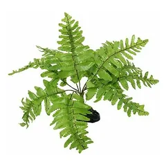 Repti Planet augalas Nephrolepis 20 cm