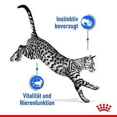 Royal Canin Indoor Sterilised 7+ drebutyje, drėgnas maistas katėms — 5 nuotrauka